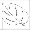 TMC_Leaf